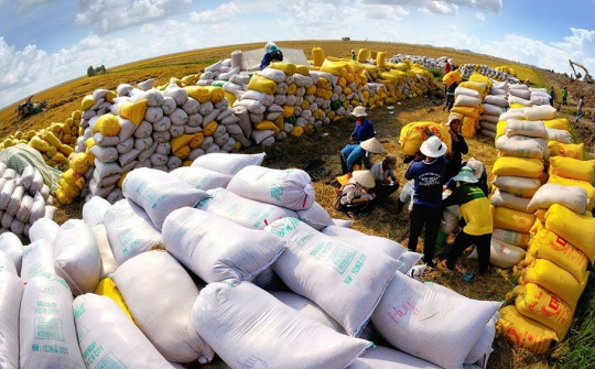 Vietnam transforms rice industry as its low-emission rice gains global traction