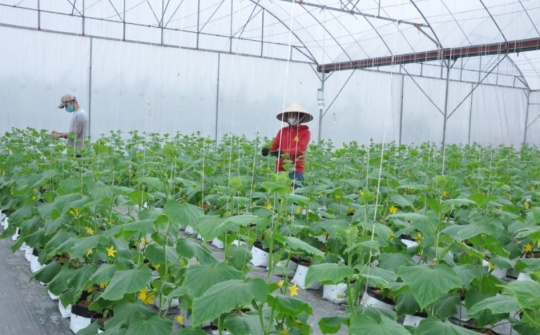 HTX Hưng Yên bước đầu tham gia chuỗi cung ứng toàn cầu