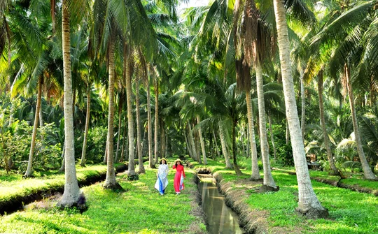 Bến Tre: Vượt thách thức, ngành dừa Bến Tre tìm hướng đi bền vững