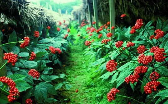 Quy định mới về nuôi, trồng, thu hoạch cây dược liệu trong rừng