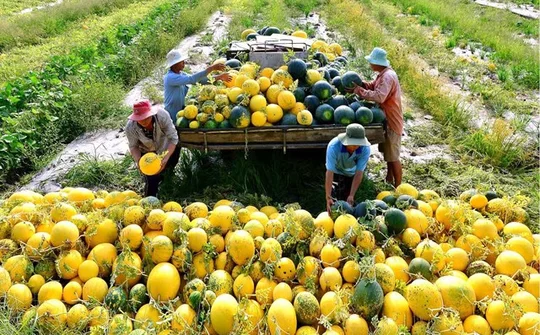 Vĩnh Long: Đột phá tổ chức, hướng tới phát triển sinh thái và bền vững trong ngành nông nghiệp