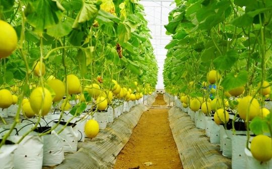 Tự hào nông thôn mới xứ Thanh: Vững bước từ nền tảng truyền thống