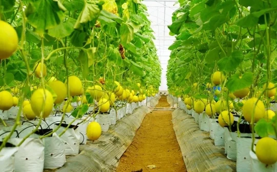 Tự hào nông thôn mới xứ Thanh: Vững bước từ nền tảng truyền thống