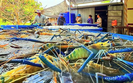 Tôm Cà Mau hướng đến thị trường toàn cầu