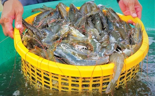 Ngành thủy sản bứt phá, hướng tới mục tiêu xuất khẩu ấn tượng