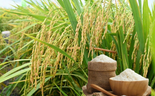Tìm lời giải cho mục tiêu duy trì vị trí xuất khẩu gạo số hai thế giới