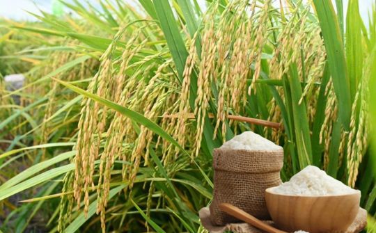 Tìm lời giải cho mục tiêu duy trì vị trí xuất khẩu gạo số hai thế giới
