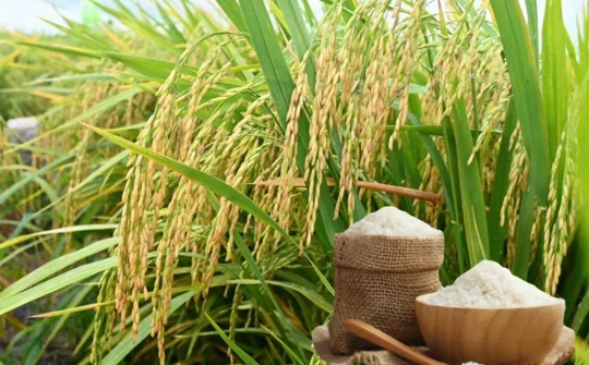Tìm lời giải cho mục tiêu duy trì vị trí xuất khẩu gạo số hai thế giới