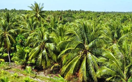 Hành trình đưa dừa Vĩnh Long vào chuỗi giá trị toàn cầu