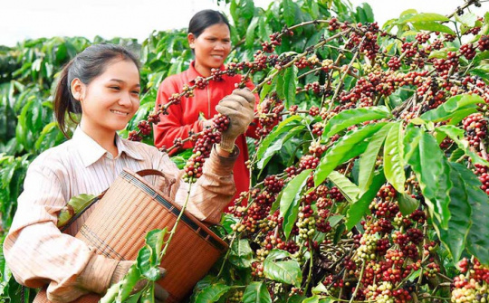 Cà phê Ia Grai: Phát huy vai trò Đảng bộ, nâng cao năng suất và chăm lo đời sống người lao động