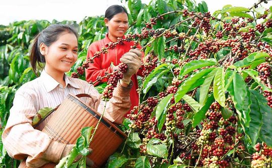 Cà phê Ia Grai: Phát huy vai trò Đảng bộ, nâng cao năng suất và chăm lo đời sống người lao động