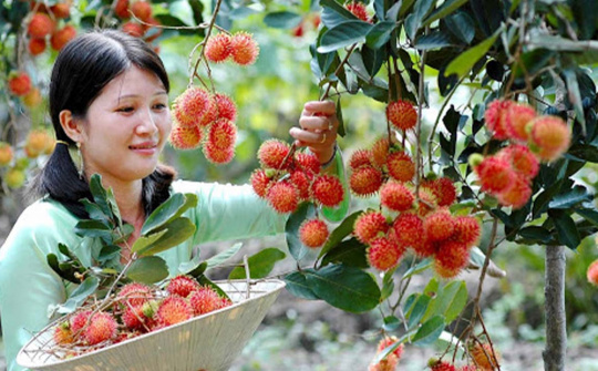 Vĩnh Long: Xuất khẩu tăng tốc, chạm mốc hơn 2,1 tỷ USD sau 7 tháng