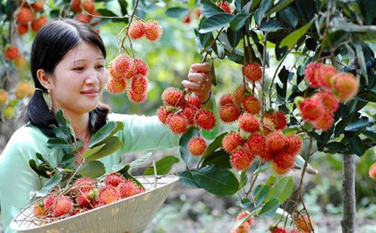 Vĩnh Long: Xuất khẩu tăng tốc, chạm mốc hơn 2,1 tỷ USD sau 7 tháng