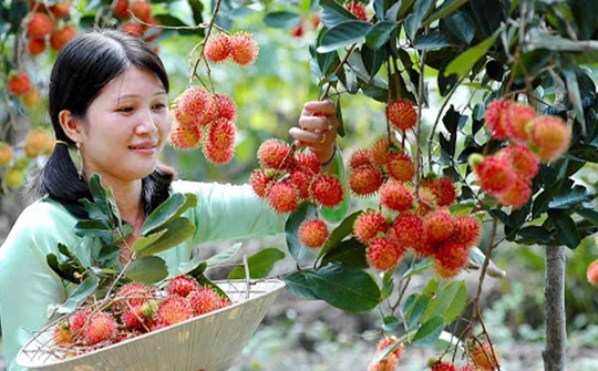 Vĩnh Long: Xuất khẩu tăng tốc, chạm mốc hơn 2,1 tỷ USD sau 7 tháng