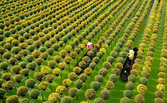 Liên kết quảng bá làng hoa Mỹ Phong cùng làng hoa Sa Đéc – Hướng đi đúng đắn trong xây dựng thương hiệu hoa kiểng vùng ĐBSCL