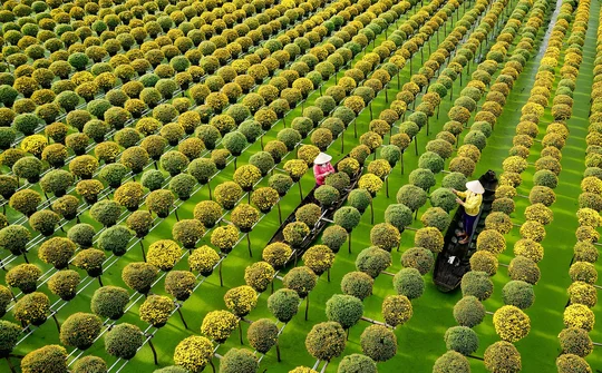 Liên kết quảng bá làng hoa Mỹ Phong cùng làng hoa Sa Đéc – Hướng đi đúng đắn trong xây dựng thương hiệu hoa kiểng vùng ĐBSCL