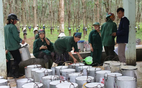 Từ "đất lửa" đến "rừng vàng": Hành trình của những người làm cao su Quảng Trị