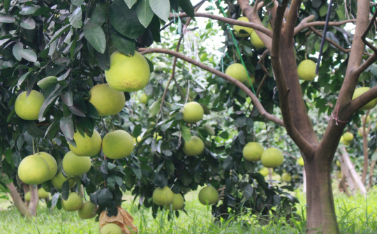 Hà Tĩnh: Xúc tiến thương mại tiêu thụ bưởi Phúc Trạch sản xuất đạt tiêu chuẩn hữu cơ