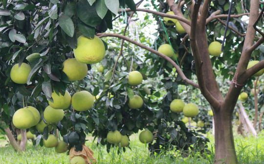 Hà Tĩnh: Xúc tiến thương mại tiêu thụ bưởi Phúc Trạch sản xuất đạt tiêu chuẩn hữu cơ