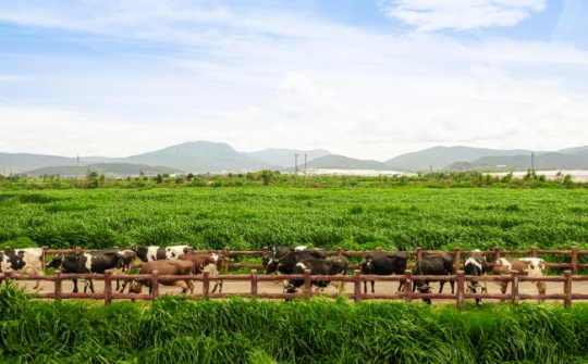 Phát triển bền vững: Bệ phóng cho hành trình vươn tầm quốc tế của Vinamilk