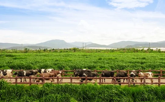 Phát triển bền vững: Bệ phóng cho hành trình vươn tầm quốc tế của Vinamilk