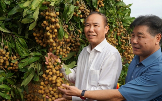 Giống nhãn Ánh Vàng 205 khẳng định thương hiệu trên thị trường quốc tế