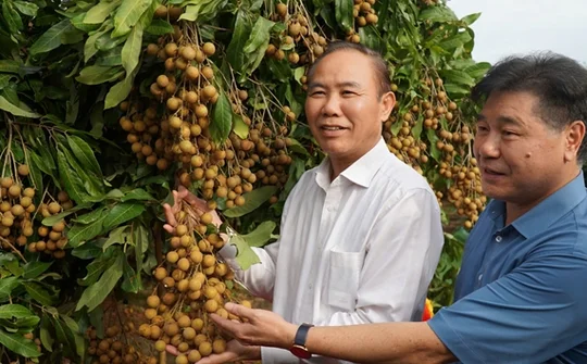 Giống nhãn Ánh Vàng 205 khẳng định thương hiệu trên thị trường quốc tế