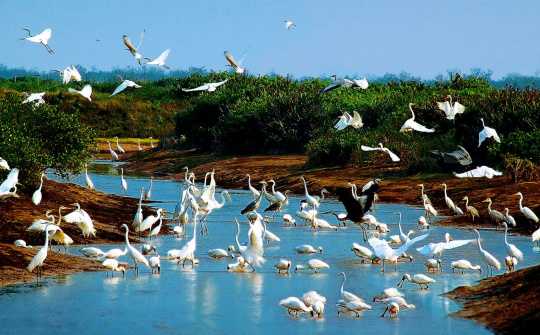 Vườn quốc gia Xuân Thủy trở thành Công viên Di sản ASEAN: Bước tiến mới trong hợp tác bảo tồn khu vực