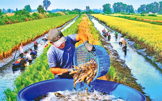Hiệu quả kép từ mô hình ‘lúa thơm – tôm sạch’ tại Cà Mau