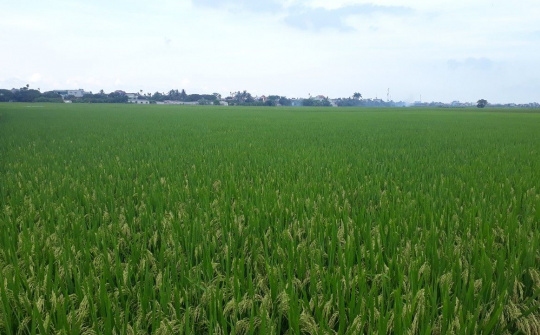 Thái Bình chuyển mục đích sử dụng 33,3 ha đất trồng lúa để thực hiện dự án đường Long Hưng