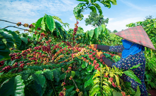 Nông nghiệp Chư Pưh: Tái cơ cấu theo chiều sâu, tạo động lực tăng trưởng bền vững