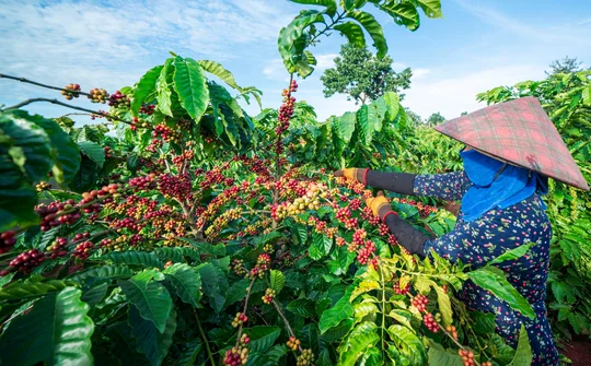 Nông nghiệp Chư Pưh: Tái cơ cấu theo chiều sâu, tạo động lực tăng trưởng bền vững