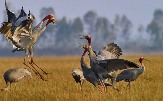 Du lịch Đồng Tháp – Đòn bẩy giúp người dân vươn lên làm giàu