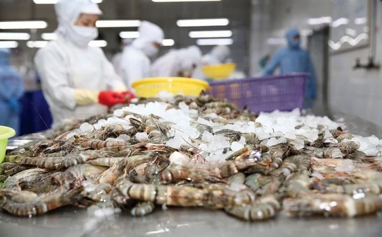 Xuất khẩu tôm Việt Nam sang EU: Kết quả tích cực và yêu cầu chuyển đổi mang tính căn cơ