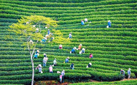 Phát triển kinh tế tập thể trở thành động lực quan trọng cho tăng trưởng bền vững