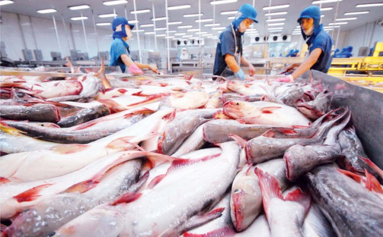 Nắm bắt thời cơ, thúc đẩy ngành cá tra phát triển bền vững và nâng cao vị thế trên thị trường quốc tế