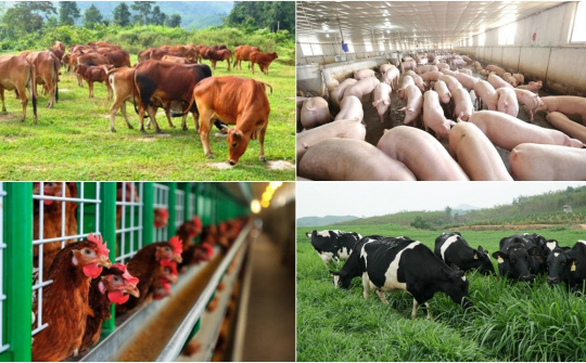 Chuyển dịch sang chăn nuôi tập trung, quy mô lớn tái cơ cấu ngành chăn nuôi và phát triển bền vững nông nghiệp