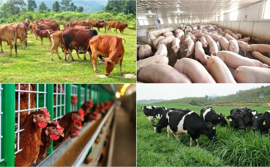 Chuyển dịch sang chăn nuôi tập trung, quy mô lớn tái cơ cấu ngành chăn nuôi và phát triển bền vững nông nghiệp