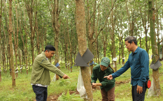 Cao su Quảng Trị trên đường “chiến thắng”