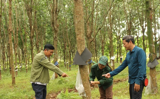 Cao su Quảng Trị trên đường “chiến thắng”