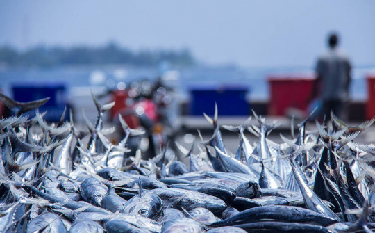 Quy định chi tiết một số điều và biện pháp thi hành Luật Thủy sản