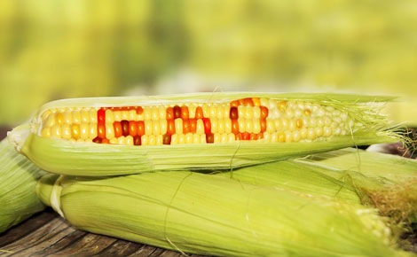 Điều kiện sinh vật biến đổi gen được sử dụng làm thực phẩm, thức ăn chăn nuôi