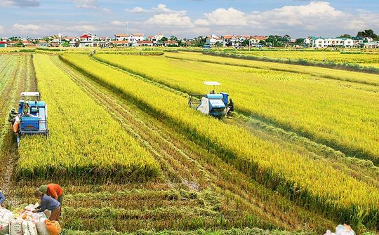 Nâng mức hỗ trợ phí bảo hiểm nông nghiệp: Mở rộng không gian quản trị rủi ro