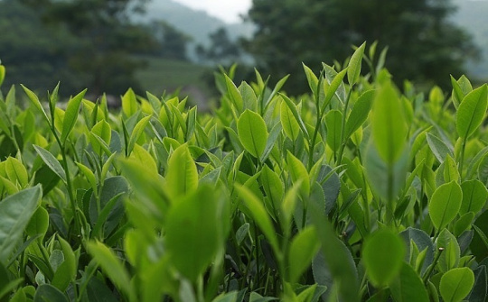 Chè Việt tăng tốc đầu năm 2026: Nhịp hội nhập mới trên thị trường toàn cầu