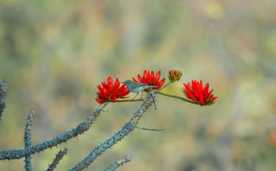 Mùa hoa tháng 3 và bản đồ trải nghiệm cảnh quan từ Bắc tới ‘nóc nhà Nam Bộ'