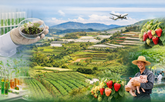 Chủ động nguồn giống chất lượng cao trong tái cơ cấu nông nghiệp: Thực tiễn Lâm Đồng và hàm ý cho Việt Nam