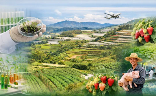 Chủ động nguồn giống chất lượng cao trong tái cơ cấu nông nghiệp: Thực tiễn Lâm Đồng và hàm ý cho Việt Nam