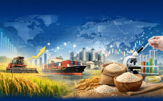 Điều hành sản xuất và tiêu thụ lúa gạo trước biến động thị trường lương thực toàn cầu