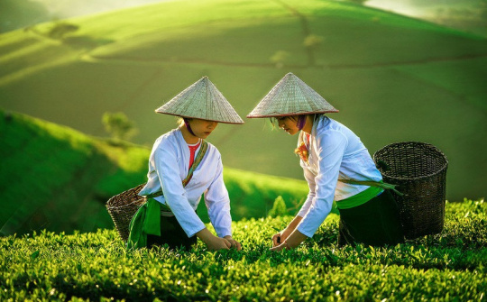 Kinh tế tập thể 2026: Tăng tốc chuyển đổi số, nâng tầm năng lực cạnh tranh hợp tác xã