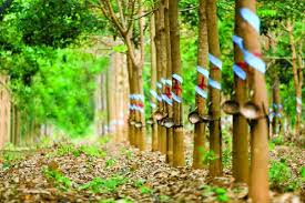 Tập đoàn Công nghiệp Cao su Việt Nam tái cấu trúc mô hình hoạt động, tạo dư địa cho tăng trưởng bền vững